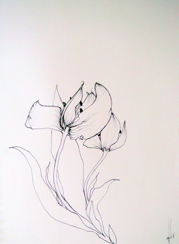 tulip drawing sweeney.JPG